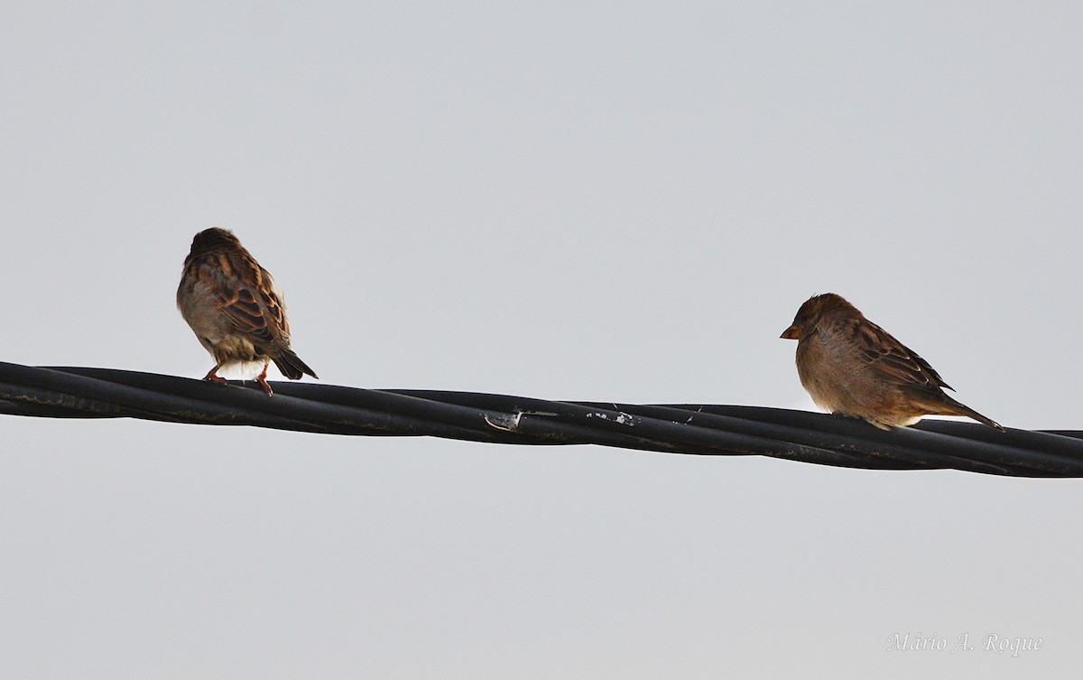 House Sparrow - ML642049817