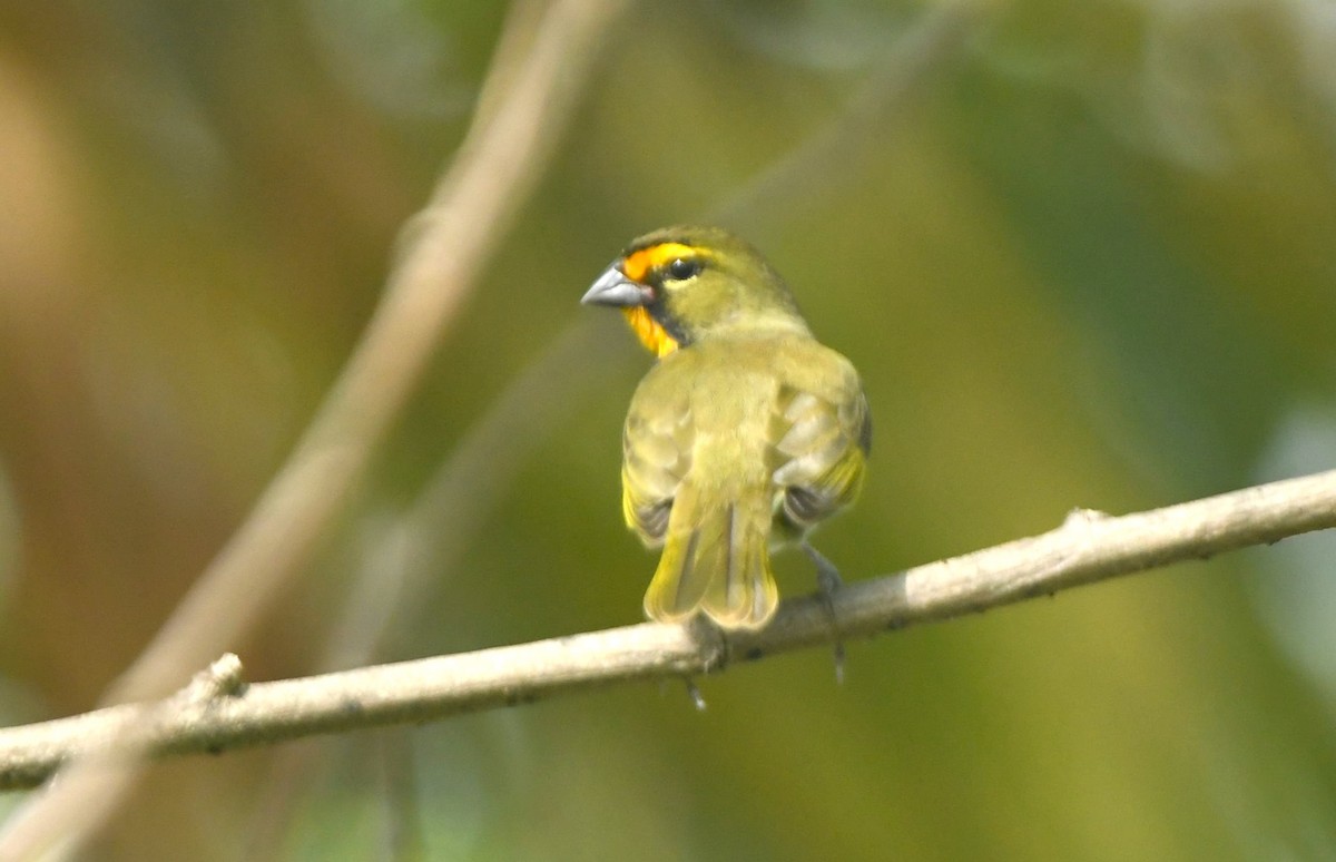 Yellow-faced Grassquit - ML642049818