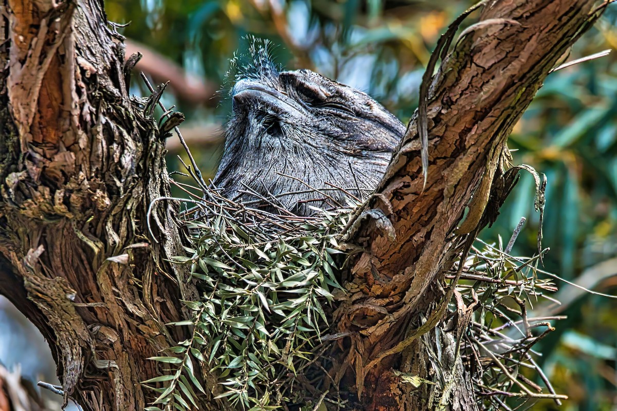 Tawny Frogmouth - ML642049826