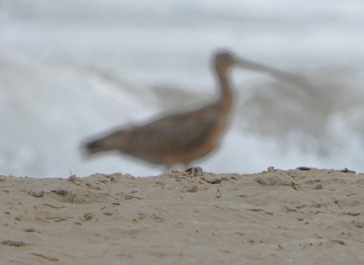 Long-billed Curlew - ML642049828