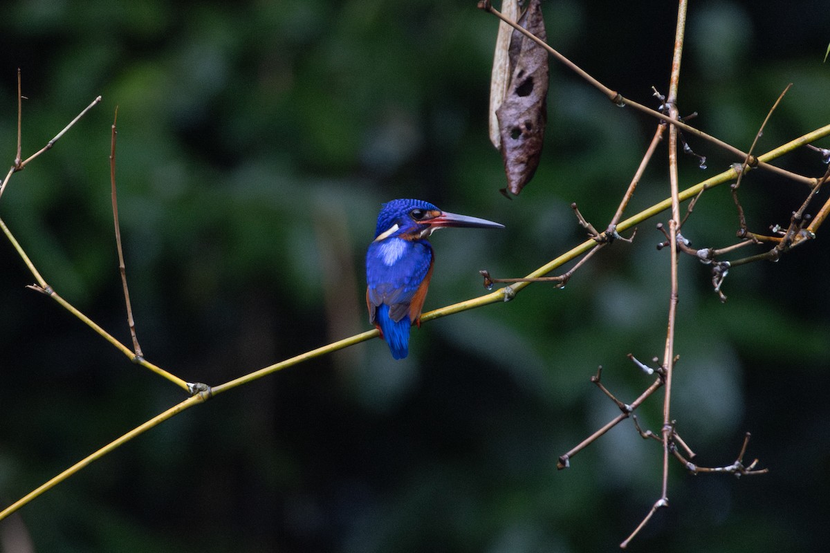 Blue-eared Kingfisher - ML642049831