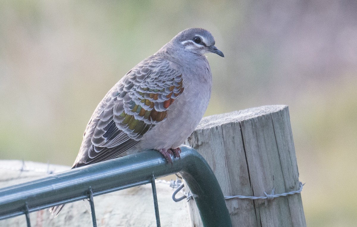 Common Bronzewing - ML642049832