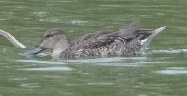 Green-winged Teal - ML642049845