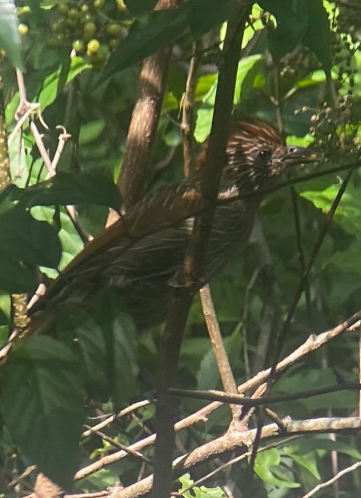 Striated Laughingthrush - ML642049851