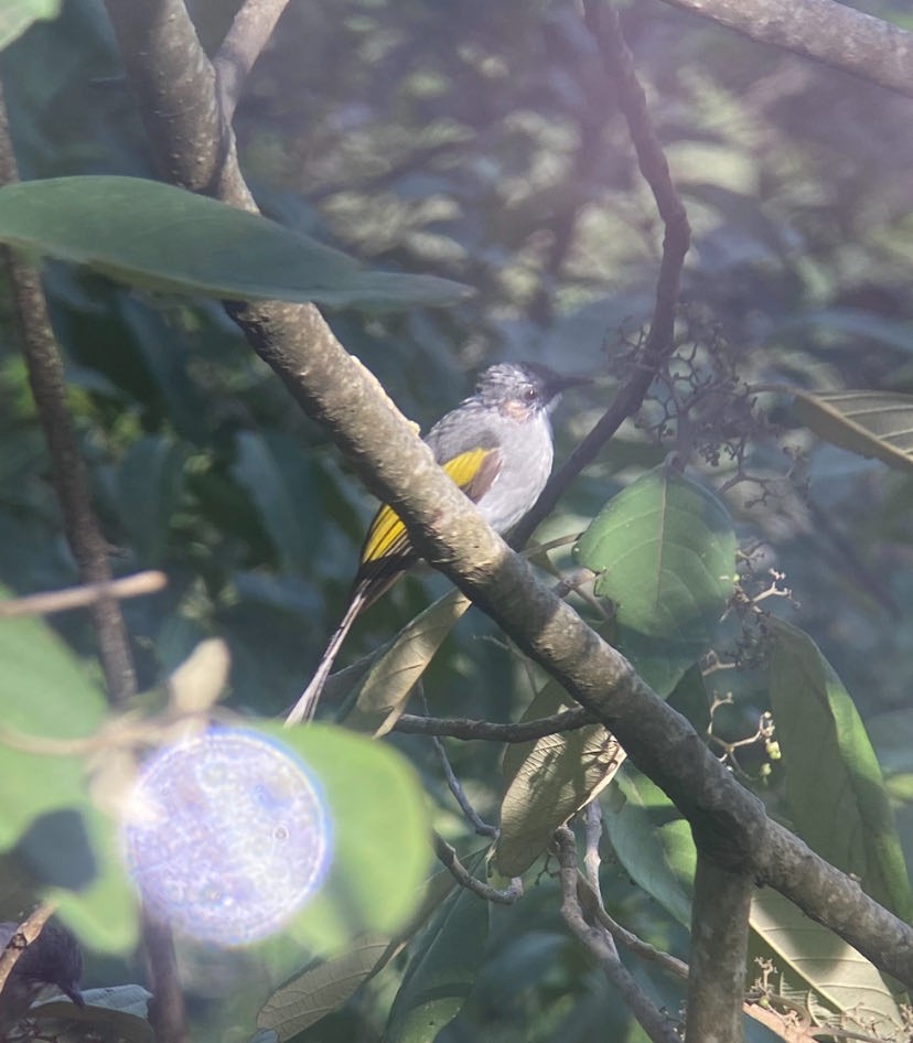 Ashy Bulbul - ML642049861