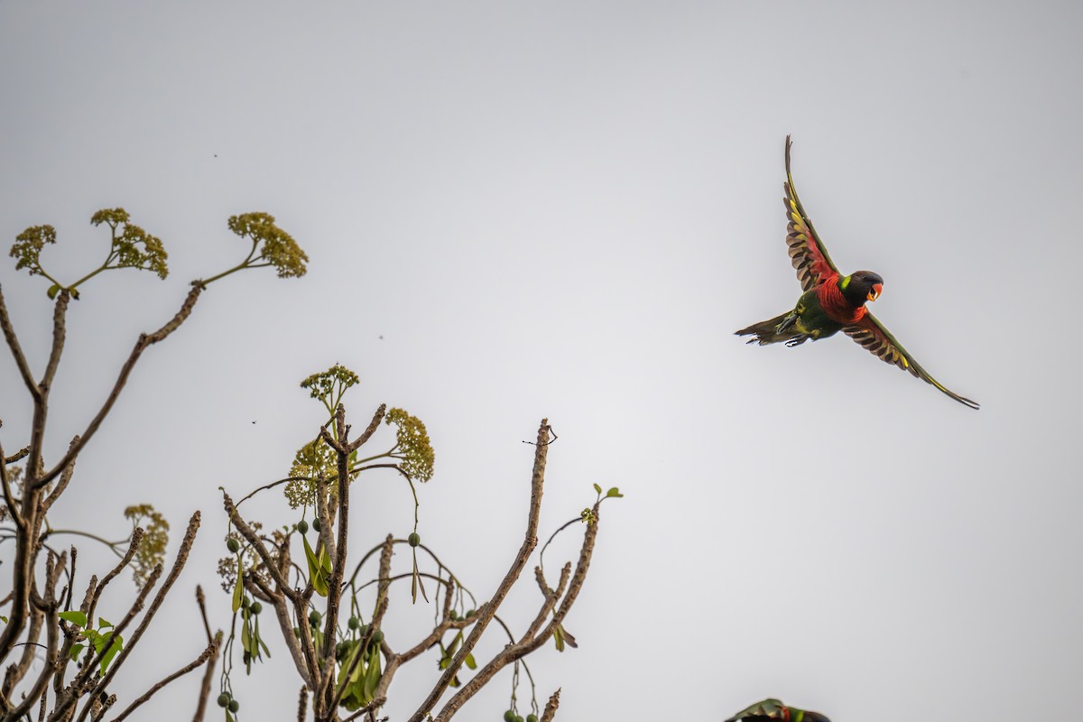Coconut Lorikeet - ML642049884