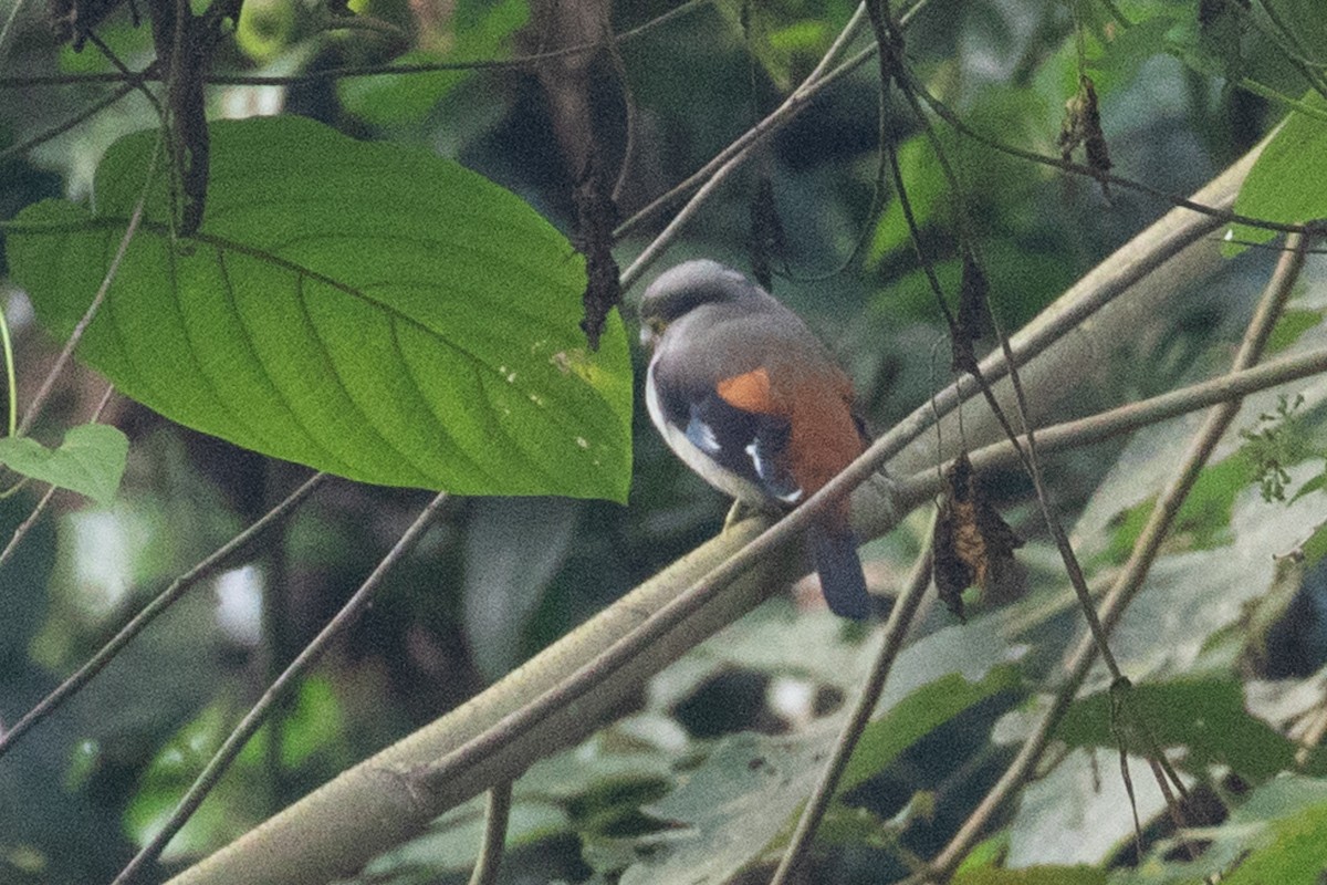 Gray-lored Broadbill - ML642049885