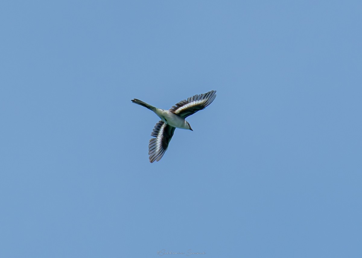 Minivet Ceniciento - ML642049896