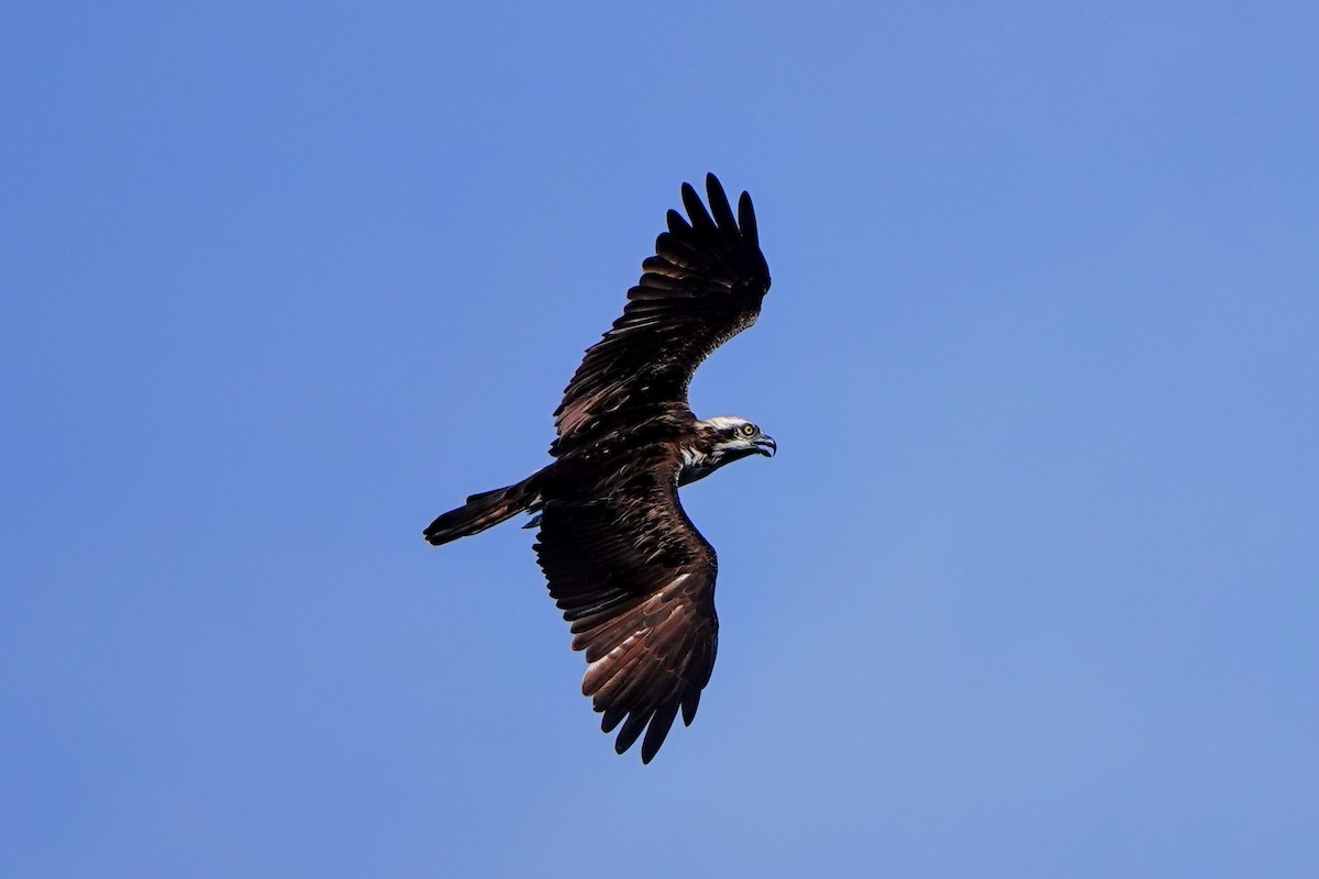 Águila Pescadora - ML642049899