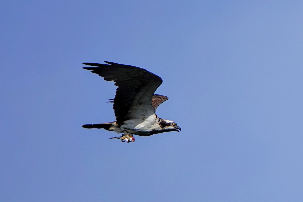Águila Pescadora - ML642049900