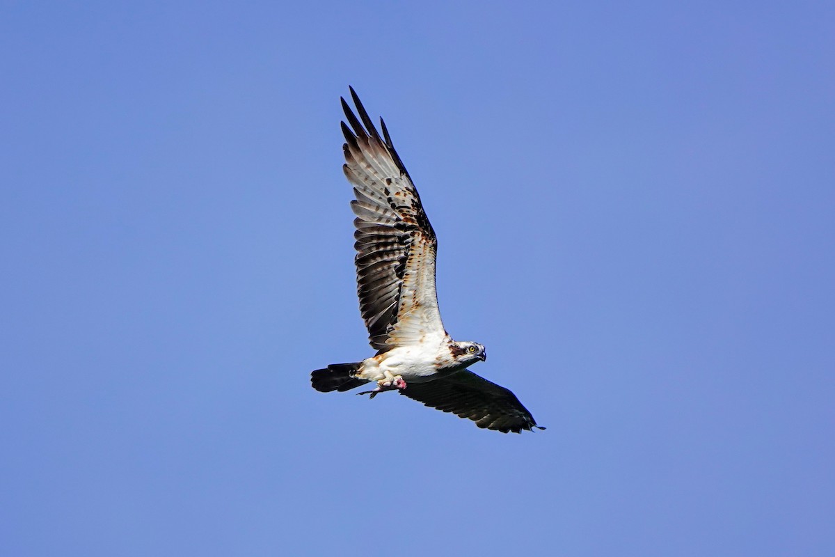 Águila Pescadora - ML642049902