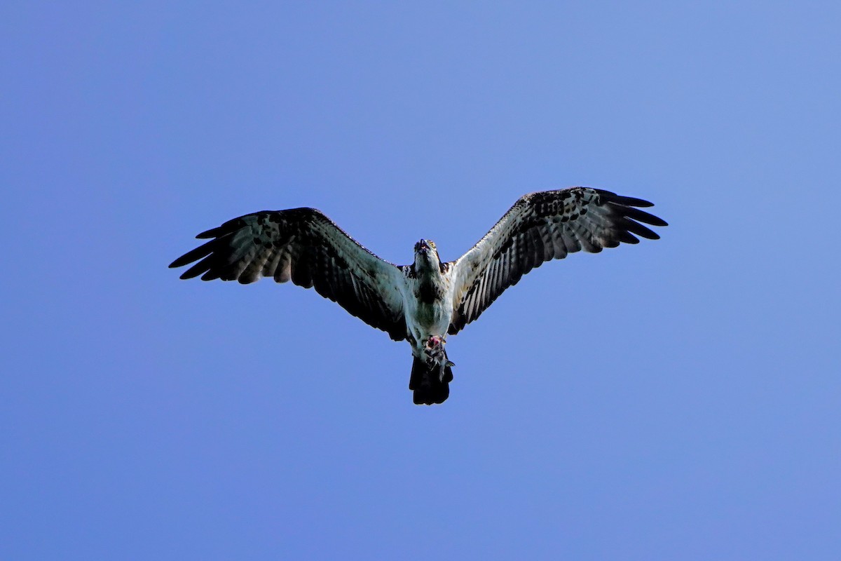 Osprey - ML642049903