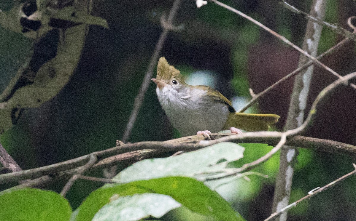 Yuhina Ventriblanca - ML642049904