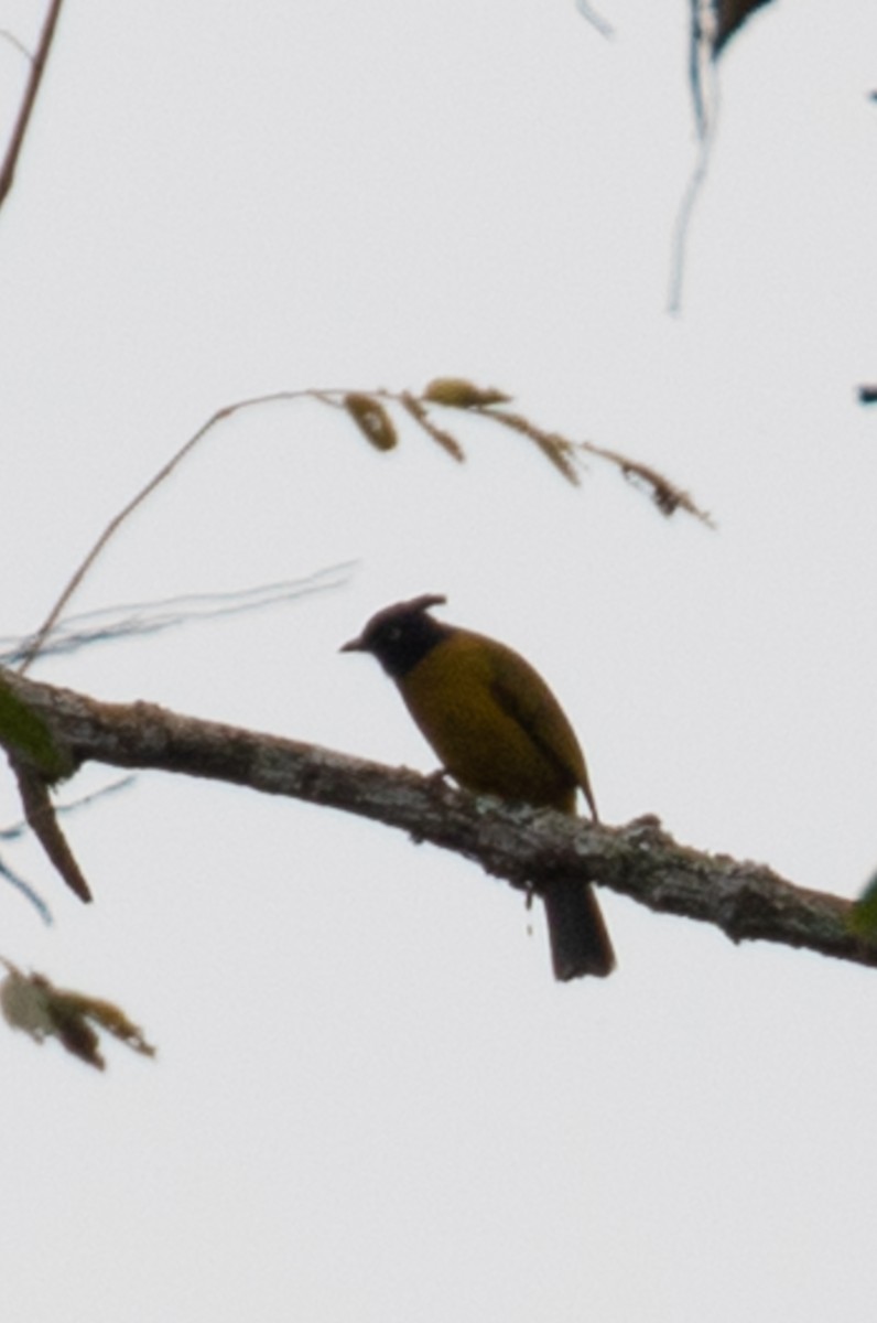Bulbul Crestinegro - ML642049909