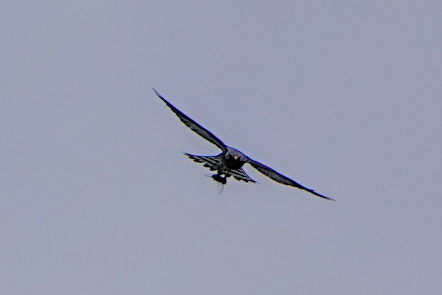 Gavilán Ranero - ML642049915