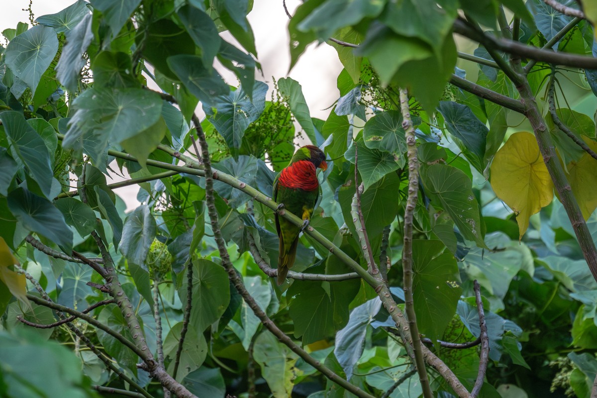 Lori de Cocotero - ML642049918