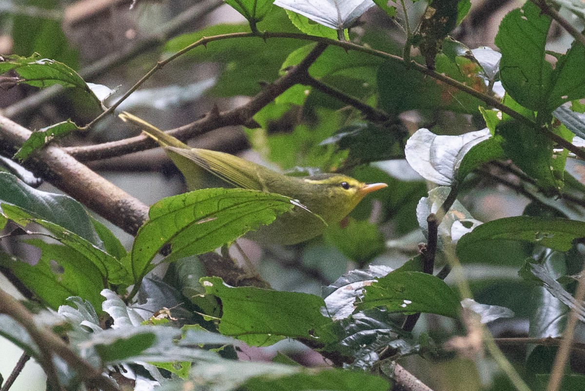 Mosquitero Cantor - ML642049925