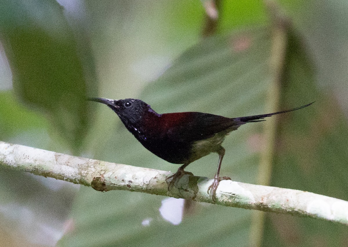 Black-throated Sunbird - ML642049933