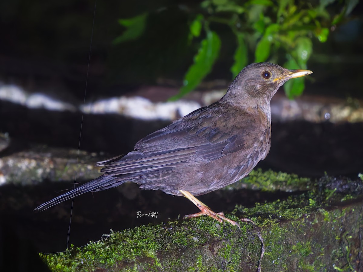 White-collared Blackbird - ML642049946