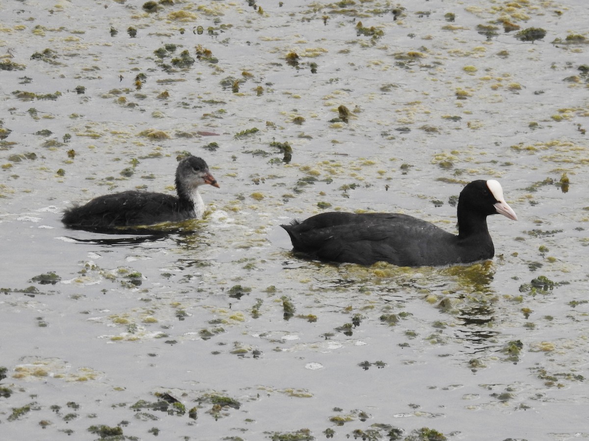 Eurasian Coot - ML642049953