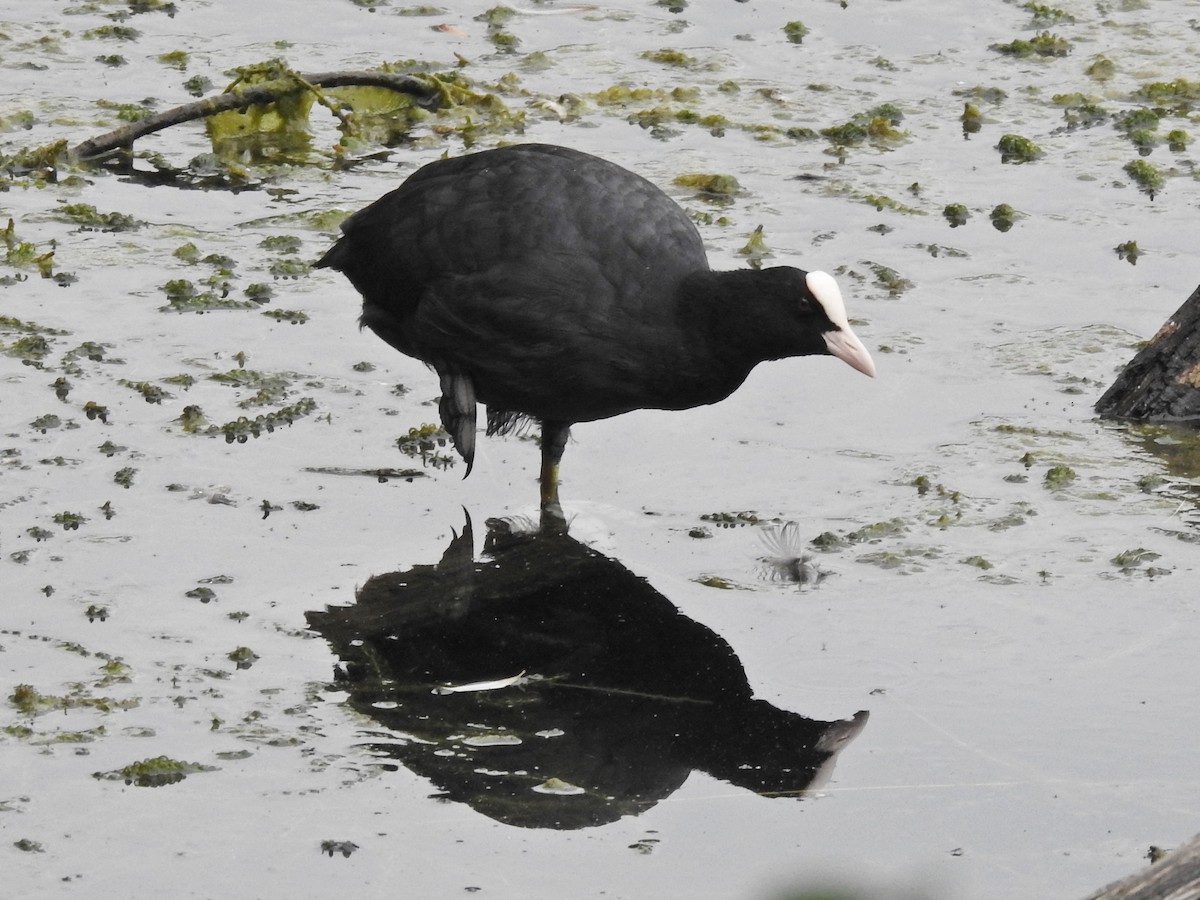 Eurasian Coot - ML642049955