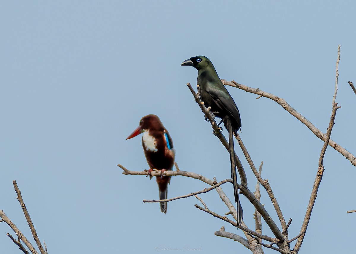 Racket-tailed Treepie - ML642049956