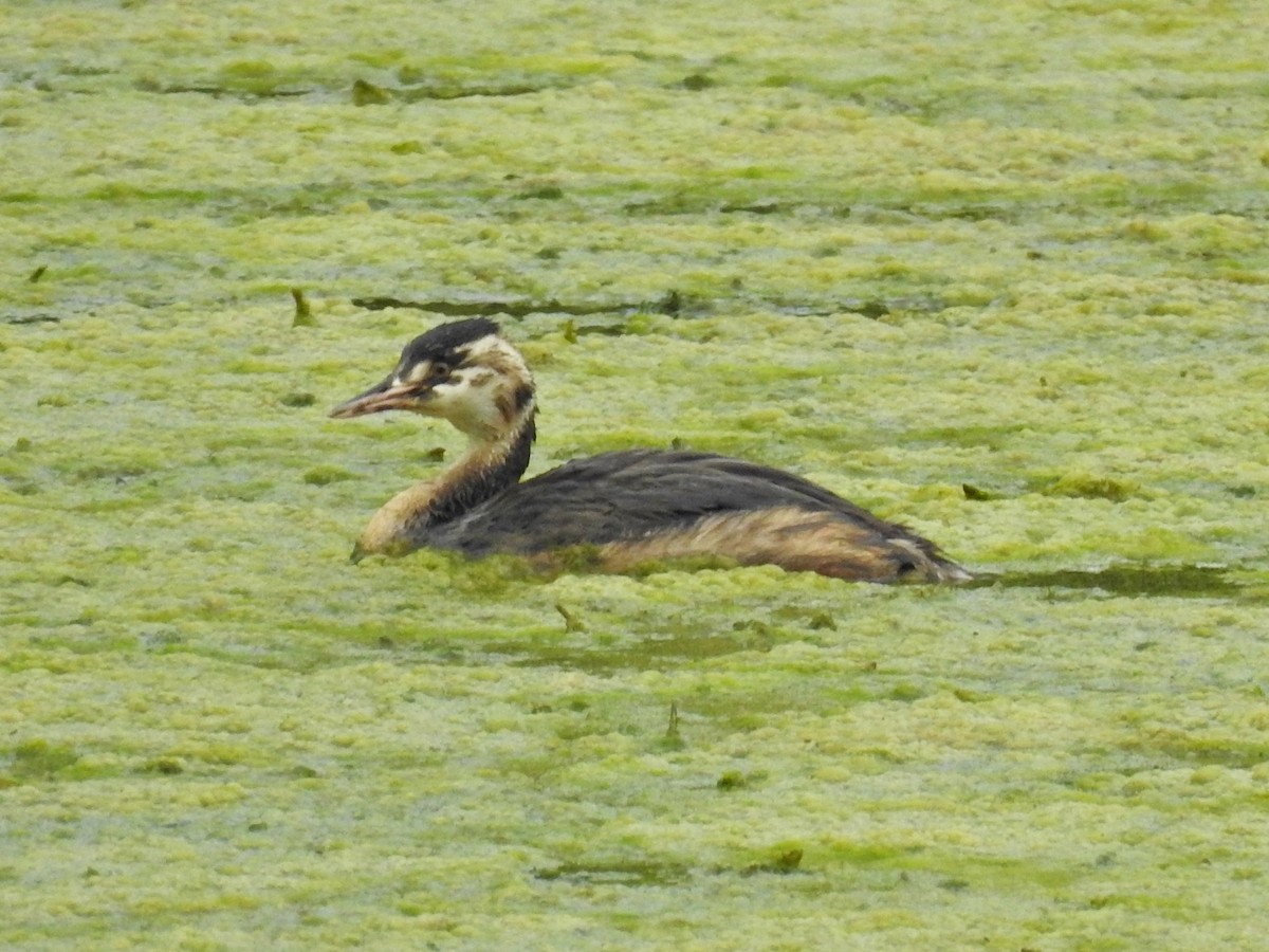 Great Crested Grebe - ML642049959