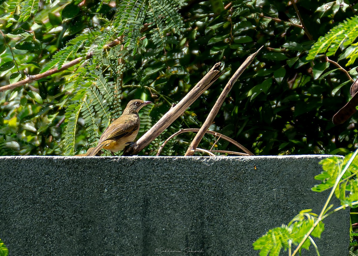 Bulbul de Conrad - ML642049966
