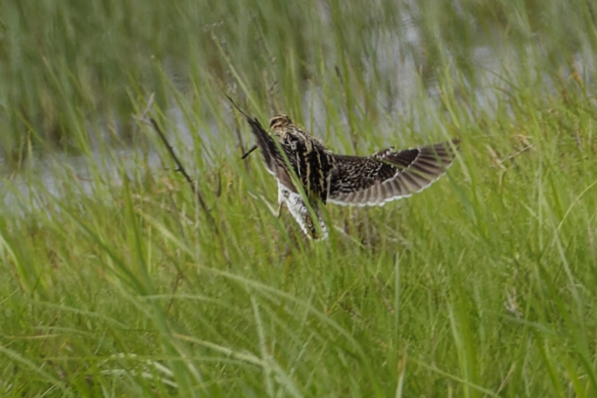 African Snipe - ML642049977