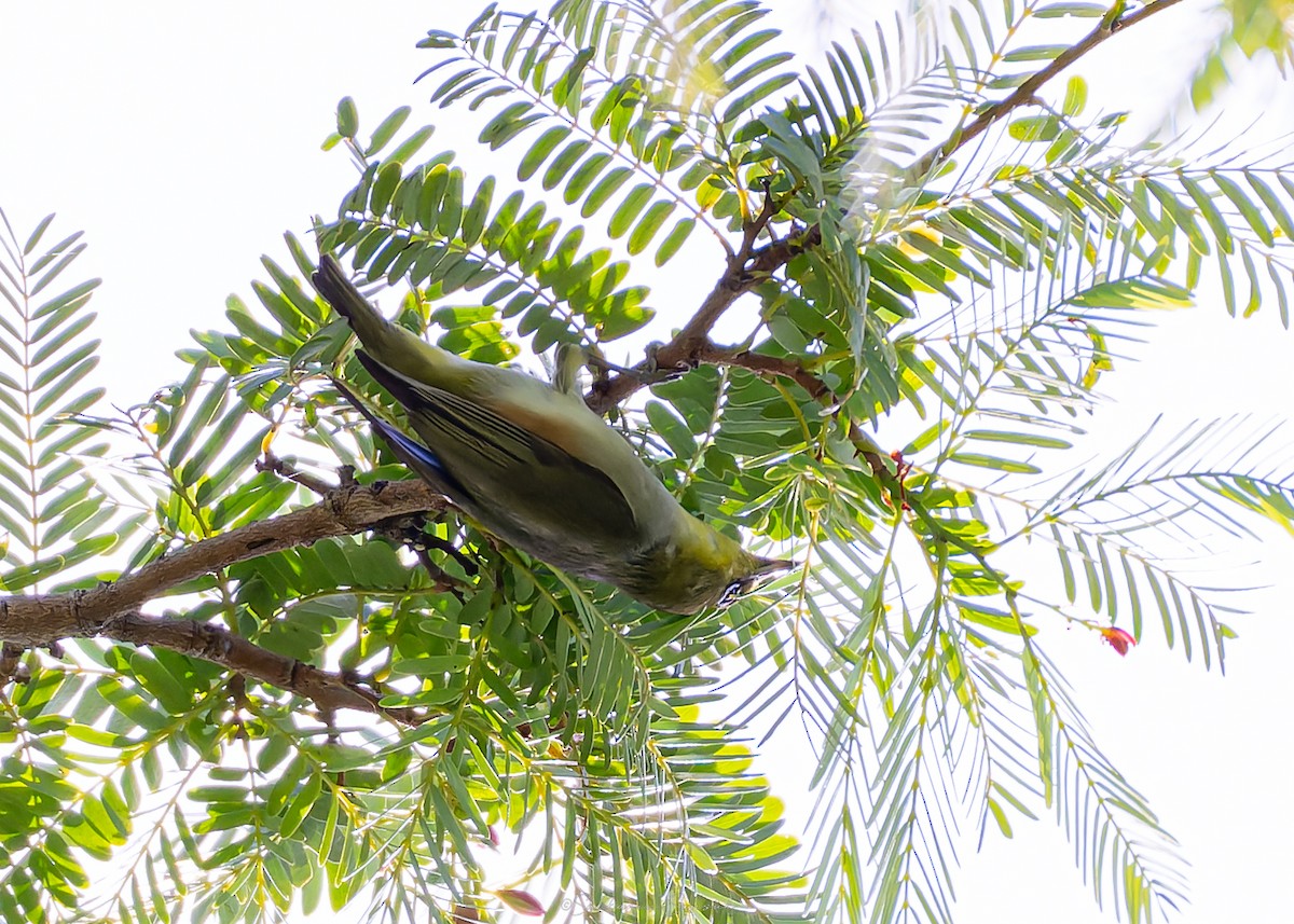 Chestnut-flanked White-eye - ML642049979