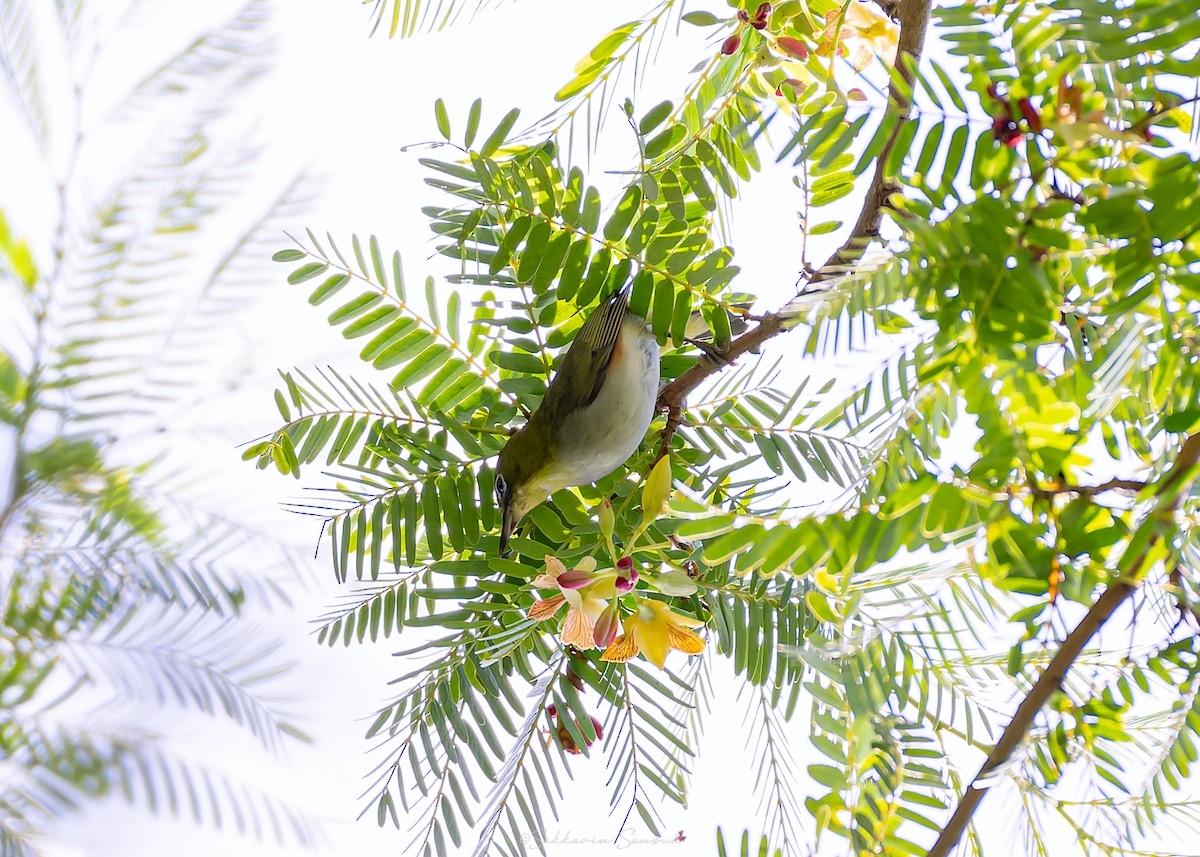 Chestnut-flanked White-eye - ML642049980