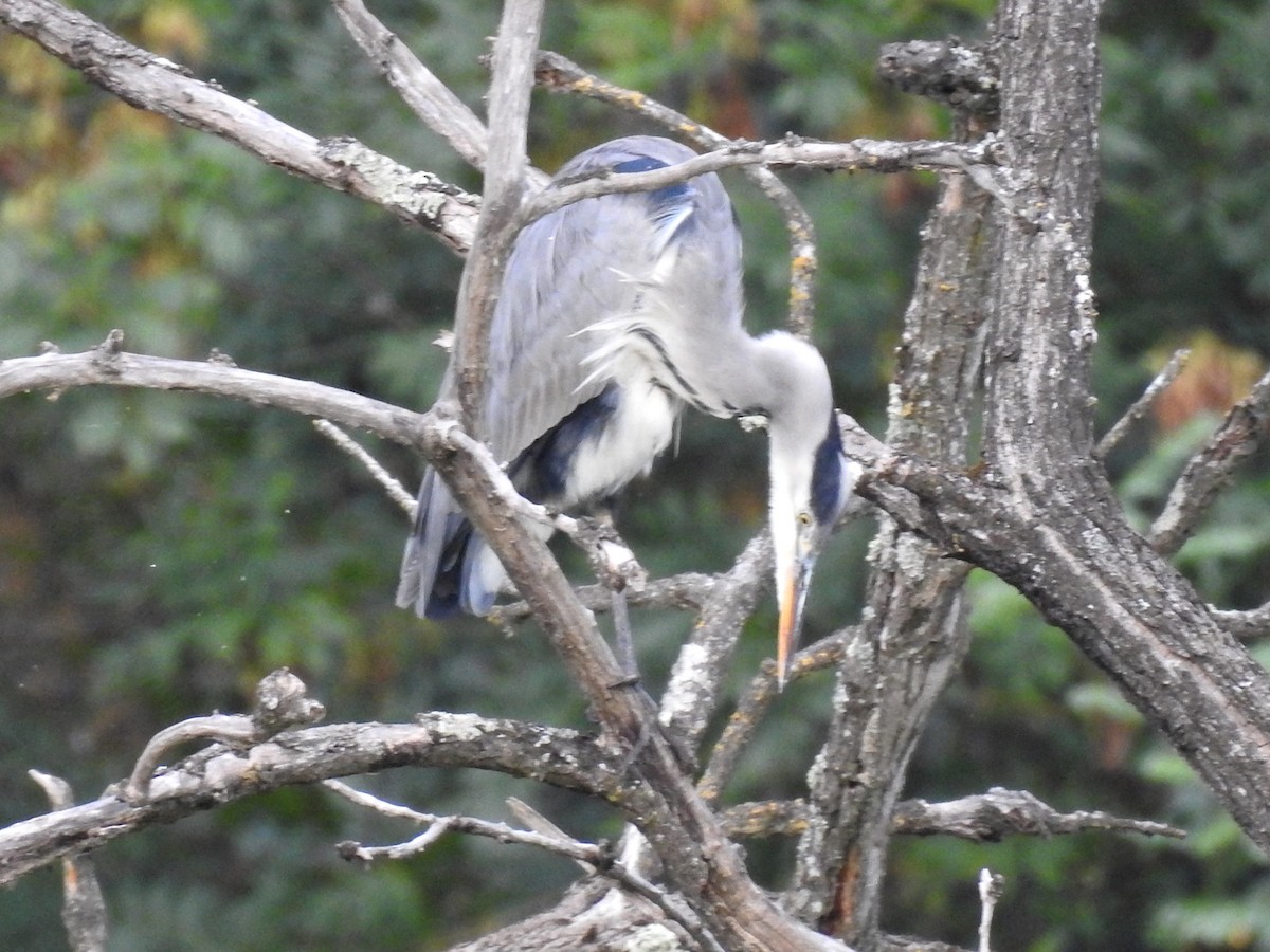 Gray Heron - ML642049985