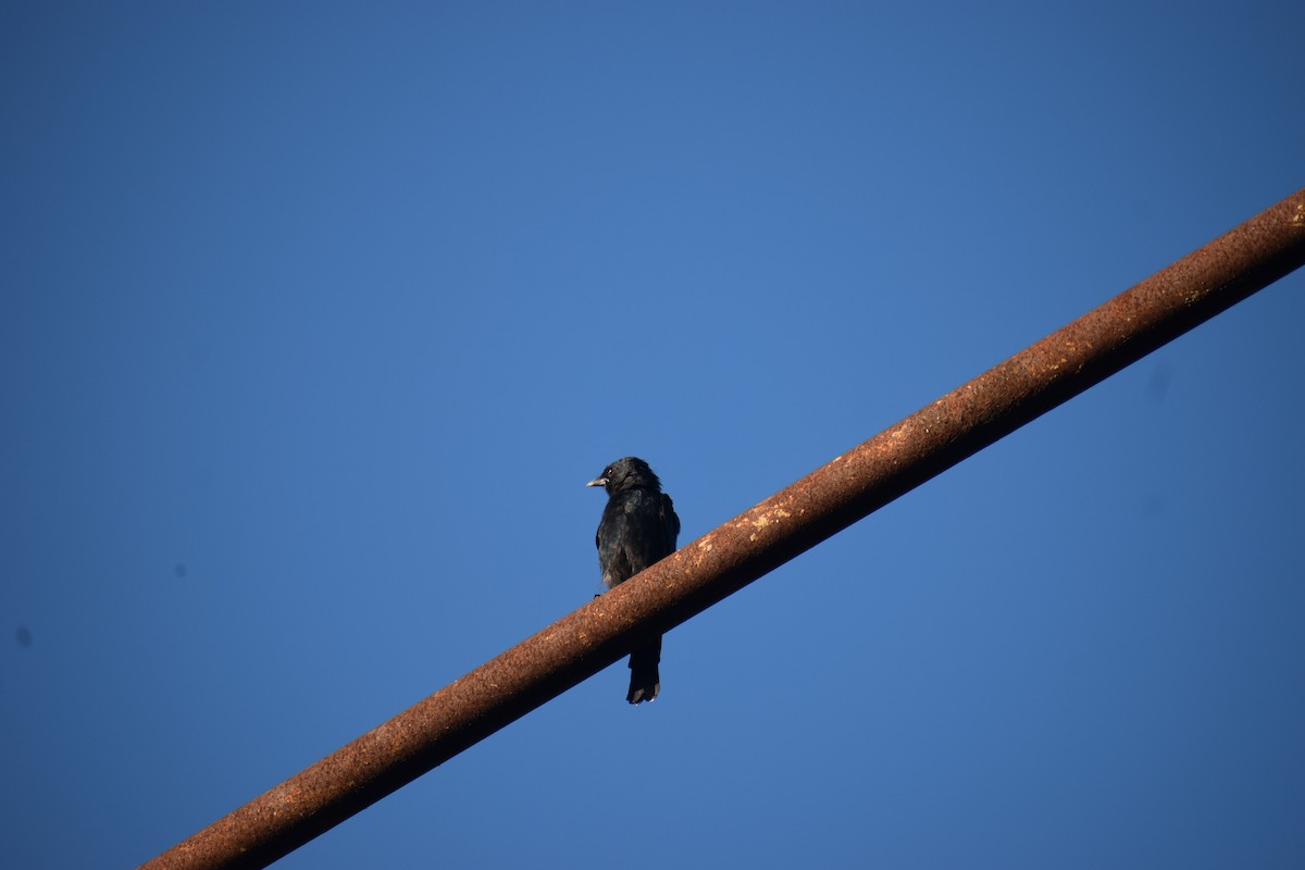 drongo černý - ML642049990