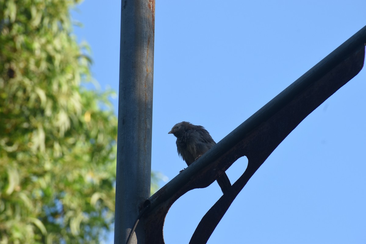 Yellow-billed Babbler - ML642050003