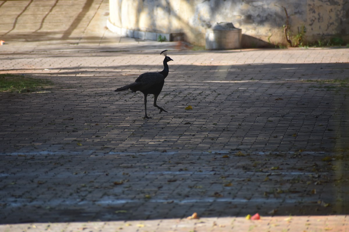 Indian Peafowl - ML642050011