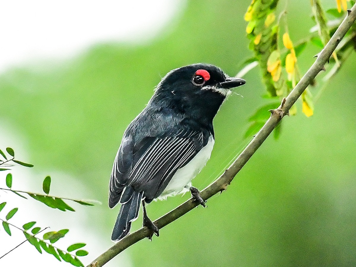 Black-throated Wattle-eye - ML642050013