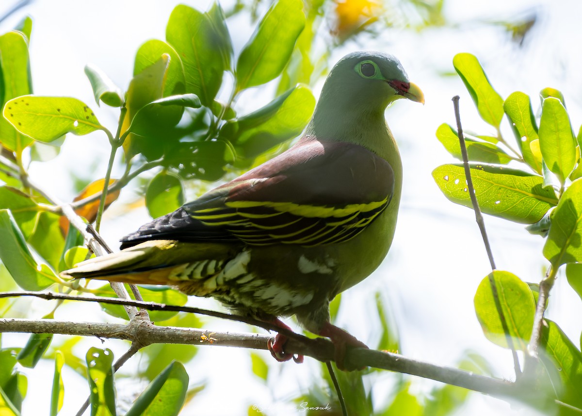 Thick-billed Green-Pigeon (Thick-billed) - ML642050028