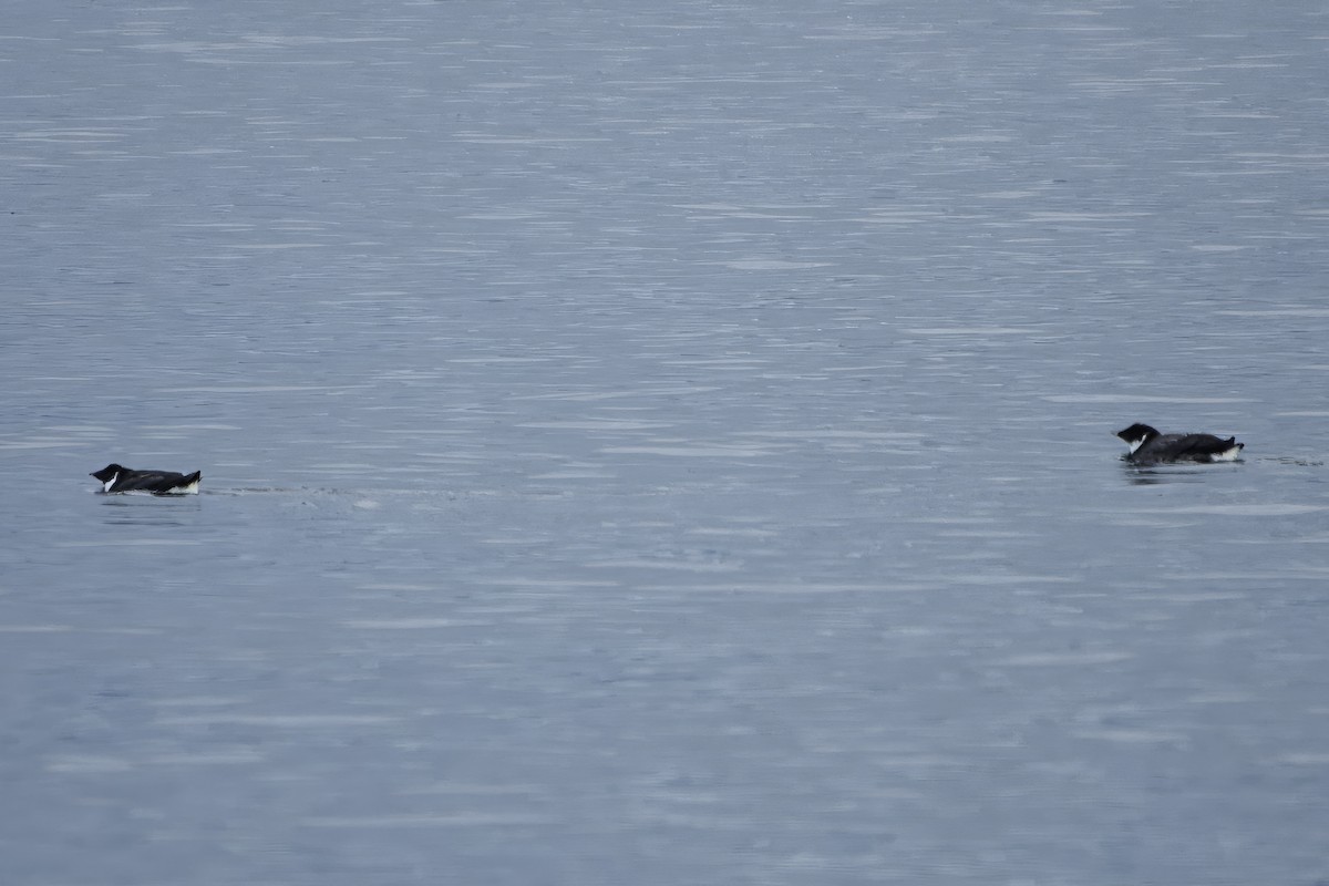 扁嘴海雀 - ML642050030