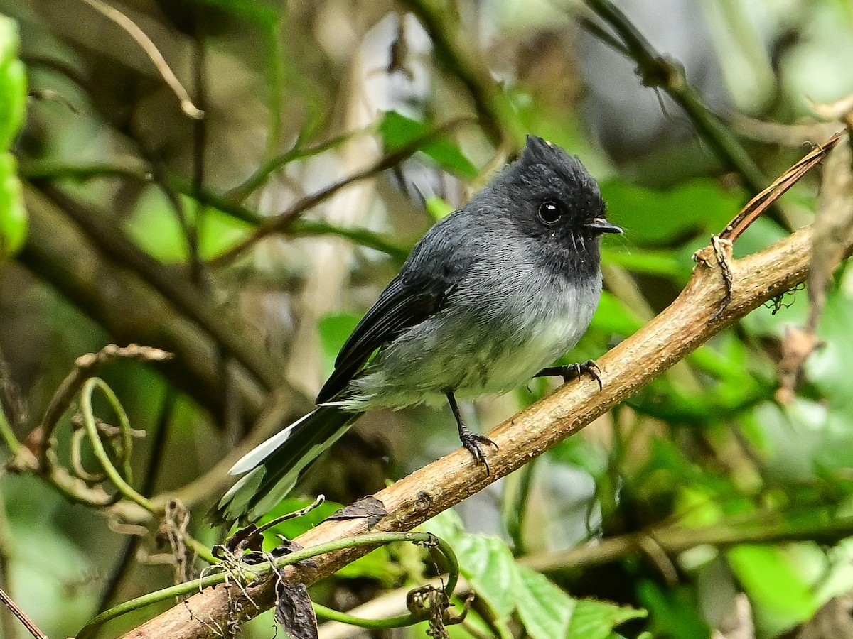 White-tailed Crested Flycatcher - ML642050041