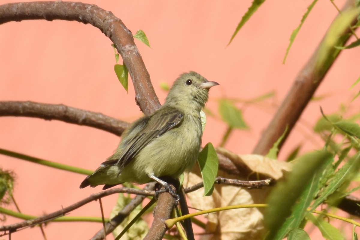 Pale-billed Flowerpecker - ML642050045