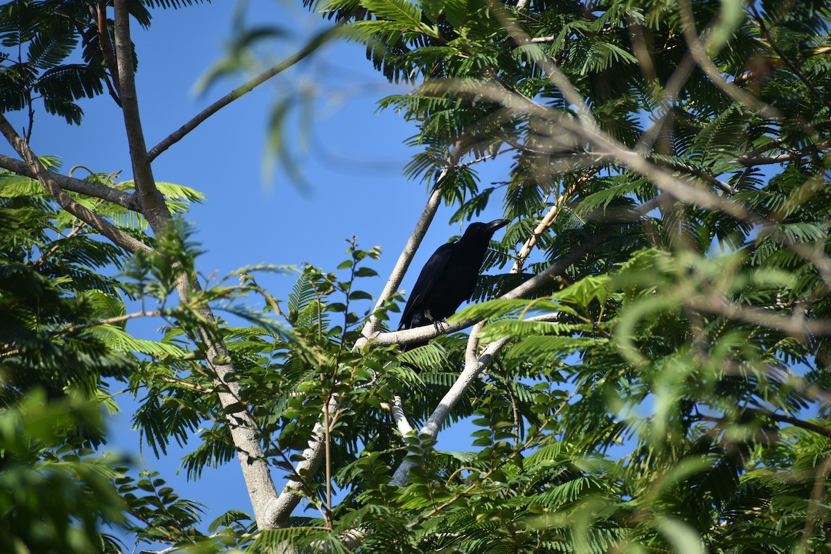 Large-billed Crow (Indian Jungle) - ML642050079