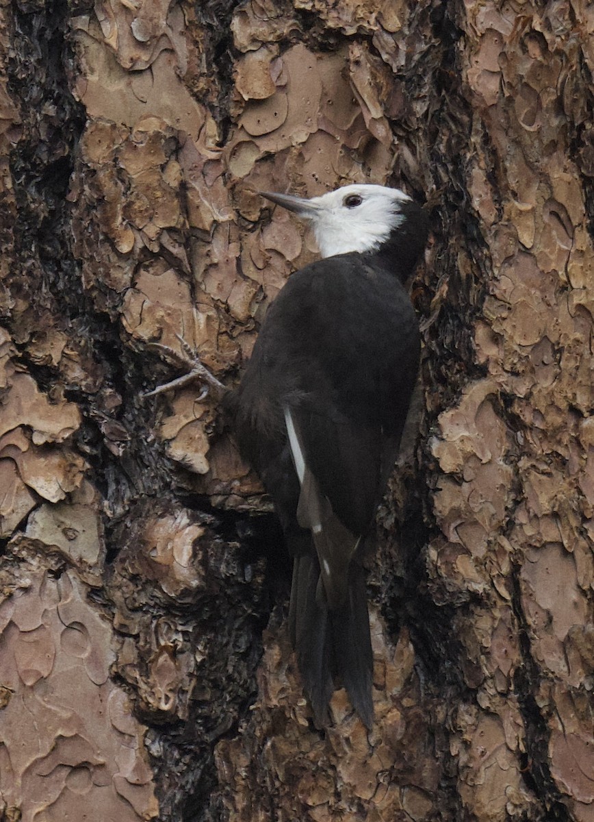 White-headed Woodpecker - ML642050099