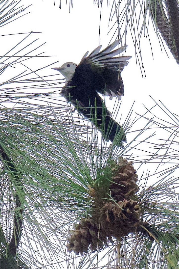 White-headed Woodpecker - ML642050103