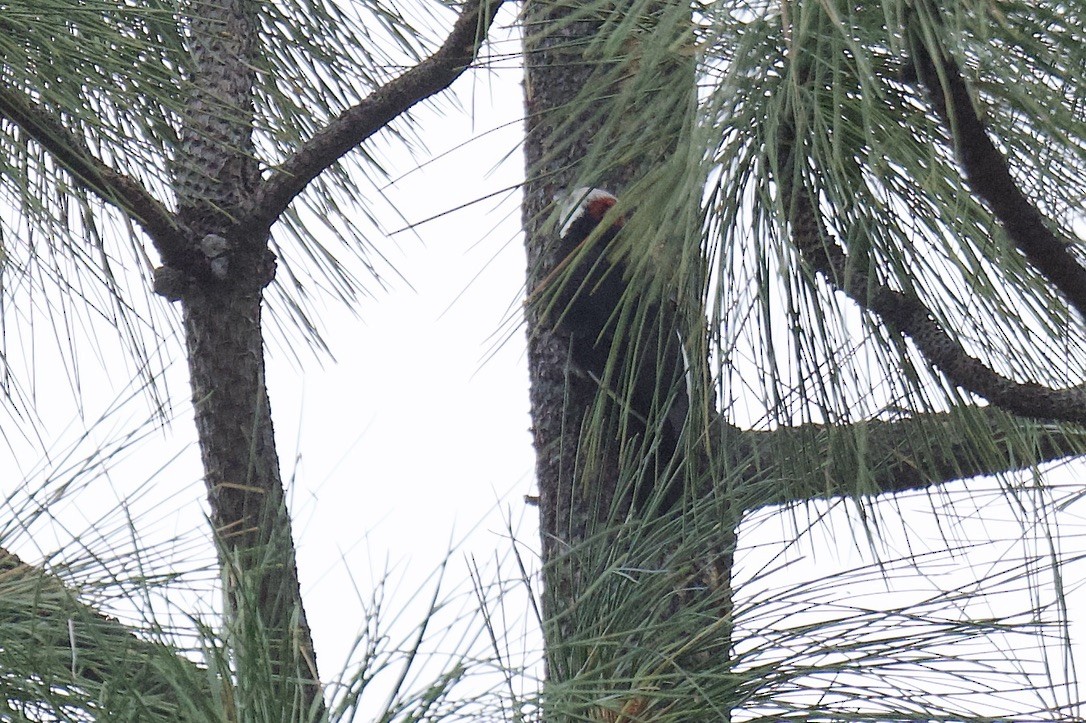 White-headed Woodpecker - ML642050110