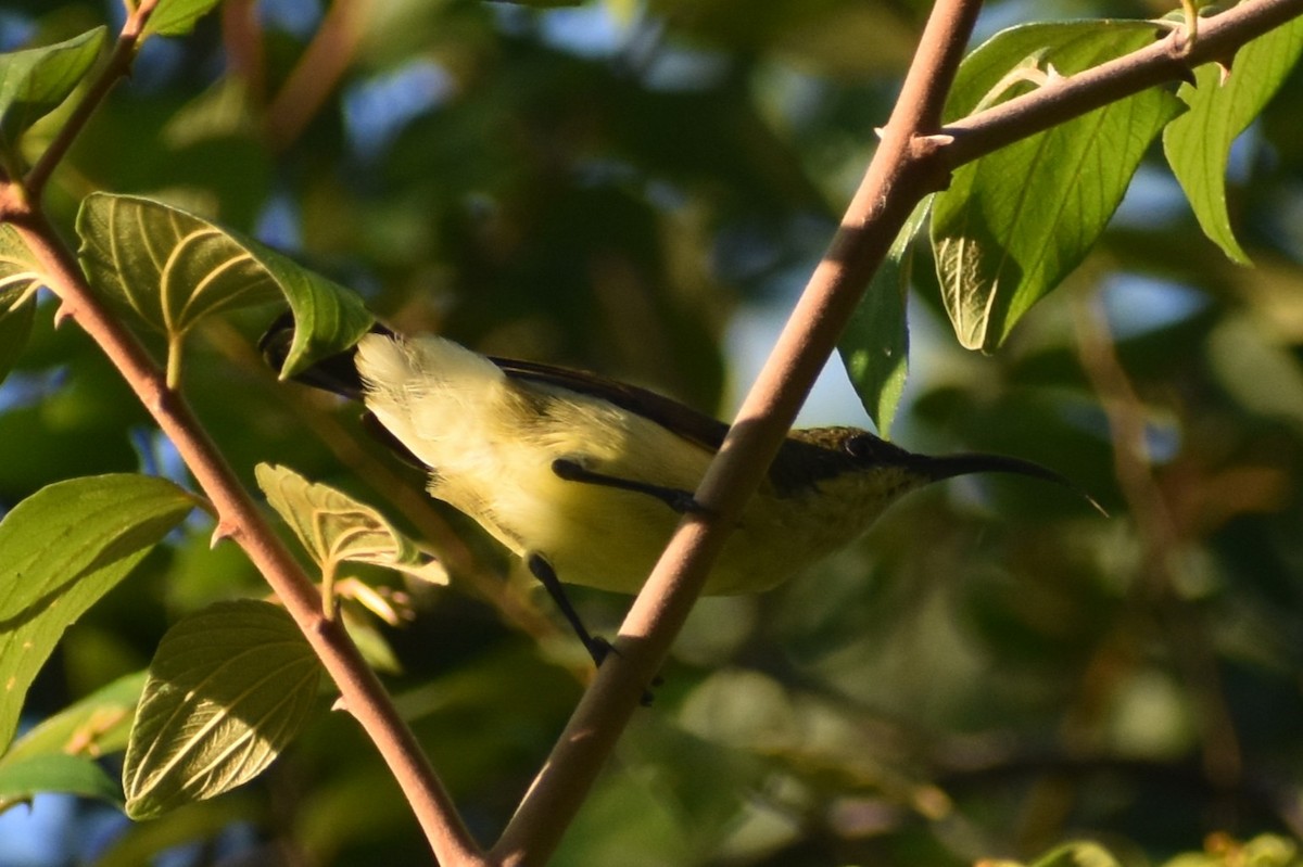 Нектаркові sp. (sunbird sp.) - ML642050121