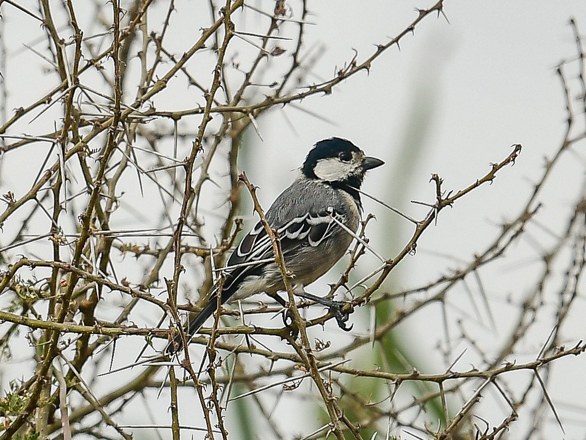 Синиця саванова - ML642050170