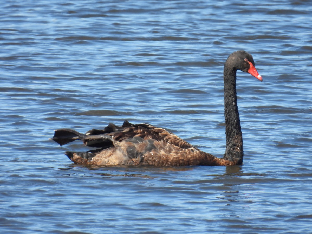 Cisne Negro - ML642050177
