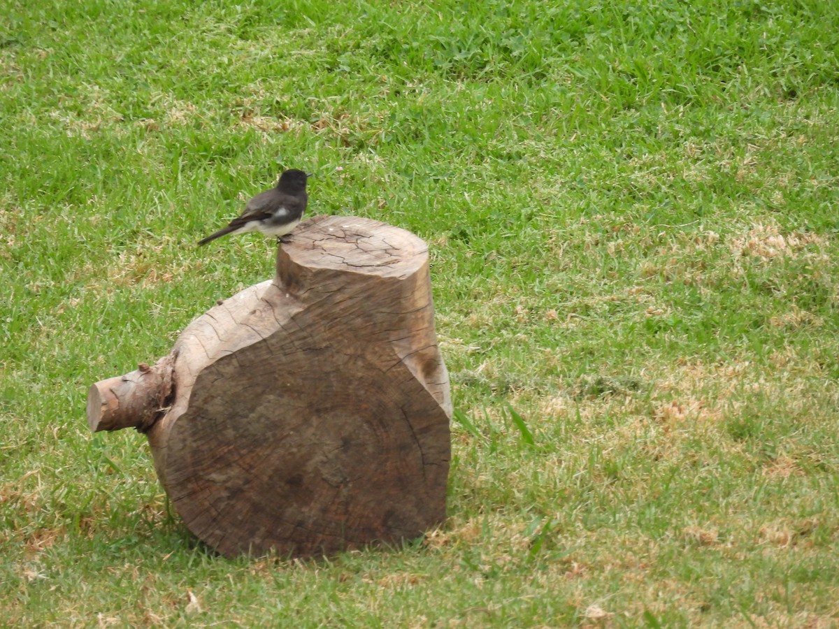 Black Phoebe - ML642050186