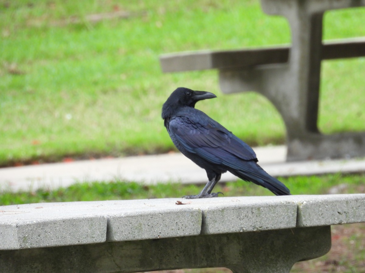 ravn - ML642050195