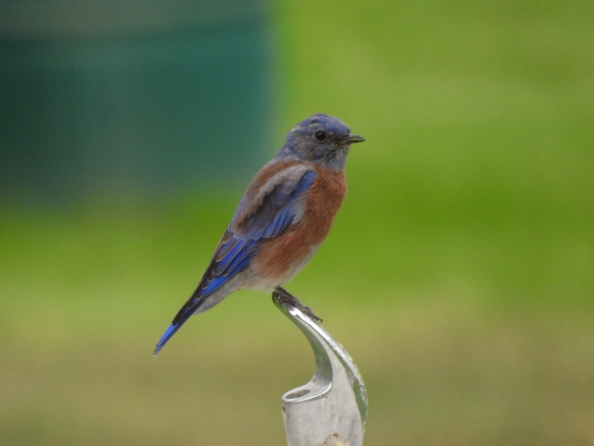 Western Bluebird - ML642050199